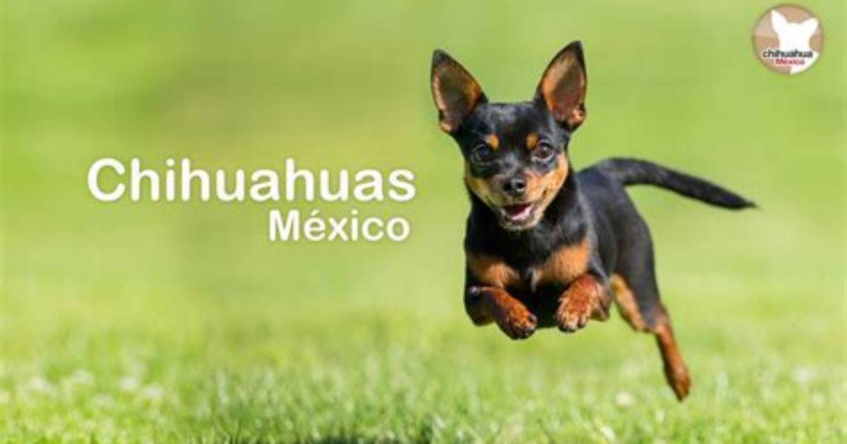 Are Chihuahuas from Mexico
