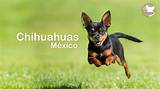 Are Chihuahuas from Mexico