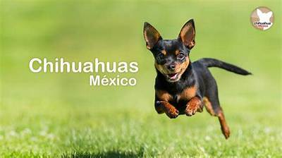 Are Chihuahuas from Mexico