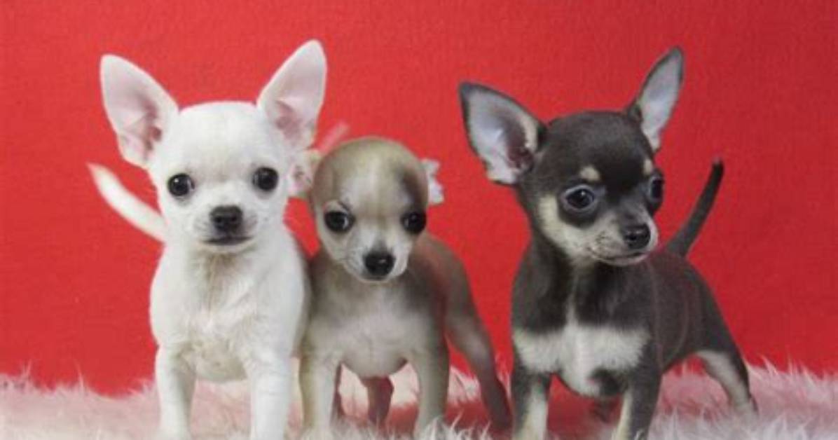 Are Chihuahuas