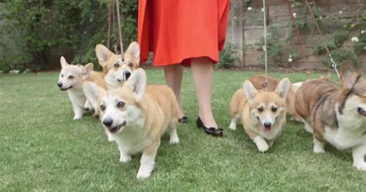 Are Corgis Loyal?