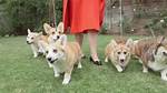 Are Corgis Loyal?
