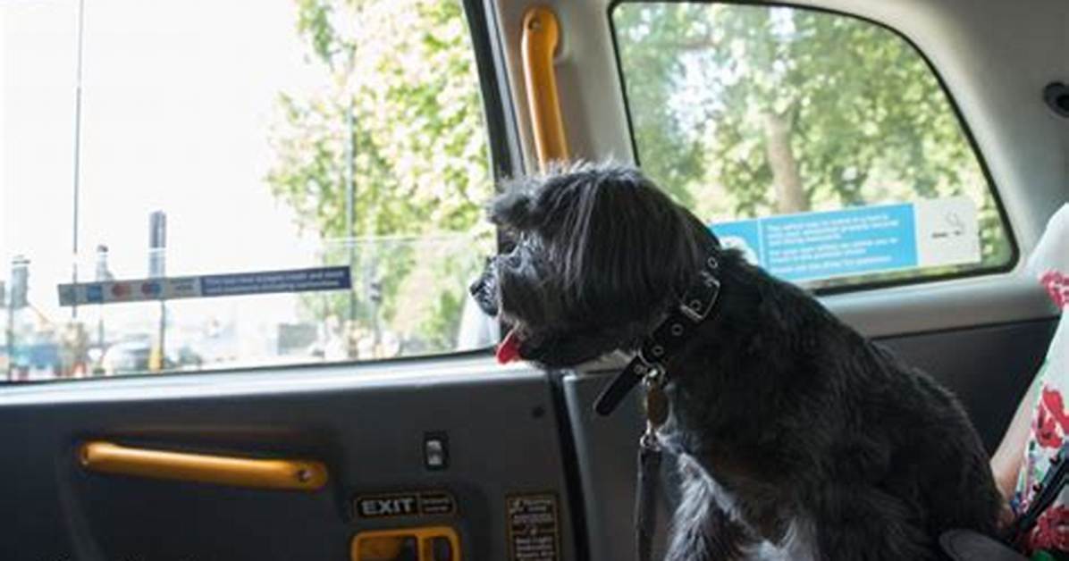 Are Dogs Allowed in Taxis Uk?