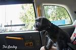 Are Dogs Allowed in Taxis Uk?