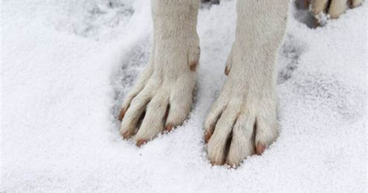 Are Dogs Paws Ok Walking in Snow?