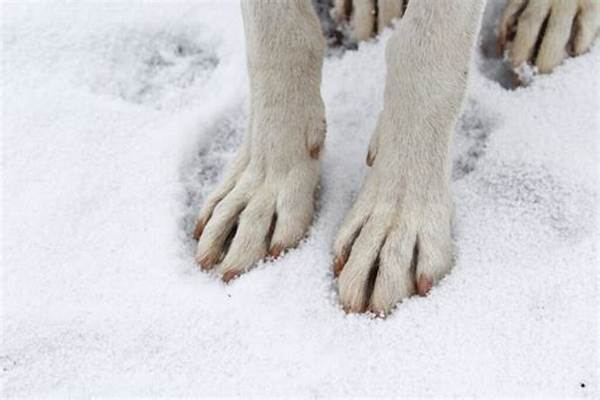 Are Dogs Paws Ok Walking in Snow?