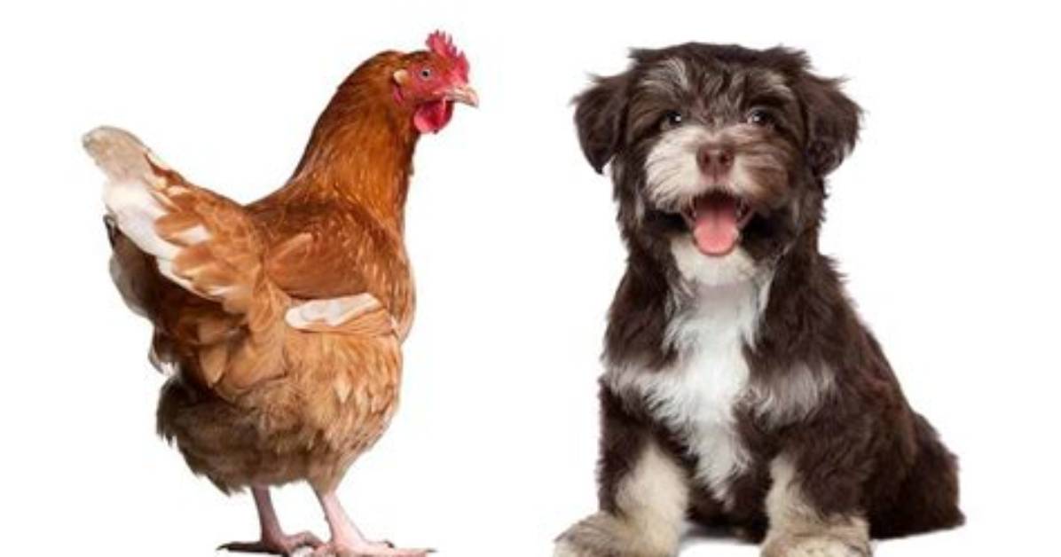 Are Dogs Smarter Than Chickens?