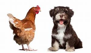 Are Dogs Smarter Than Chickens?
