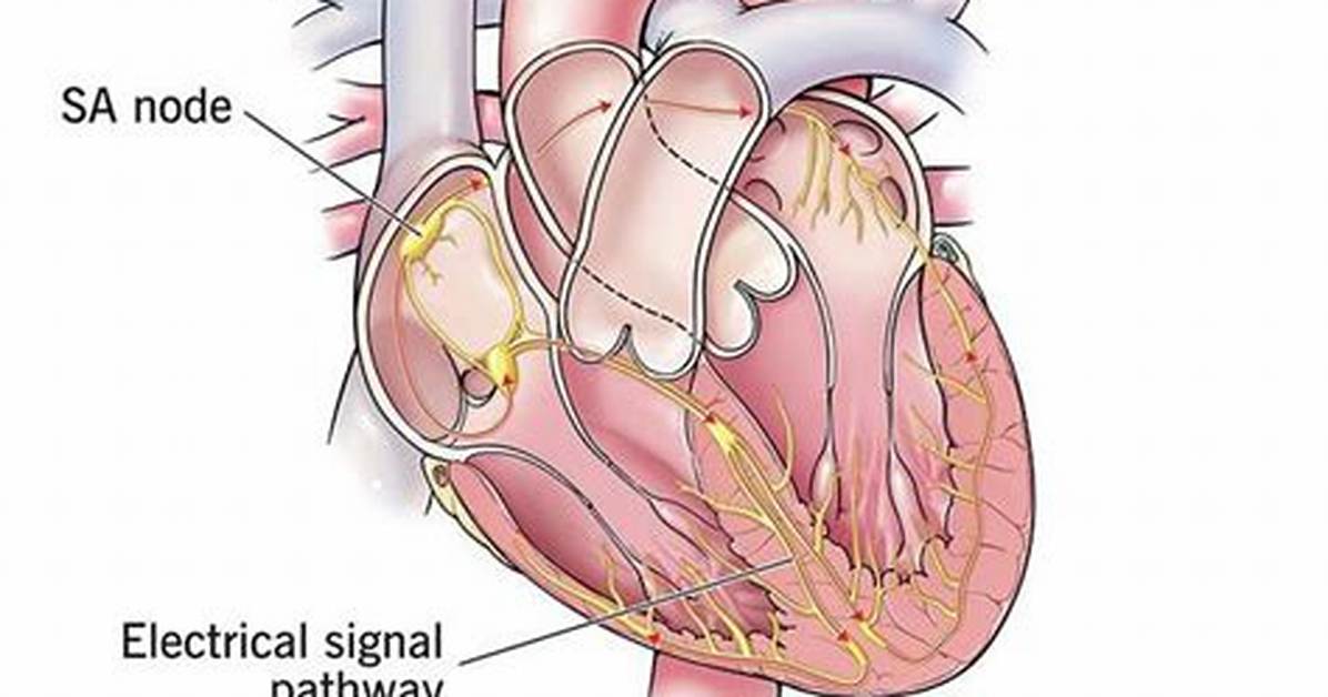 Are Eggs Good for Bradycardia?