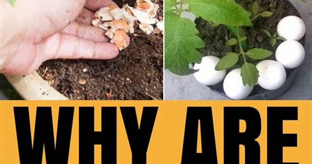 Are Eggshells Good for Tomatoes?