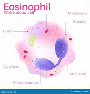 Are Eosinophils White Blood Cells?