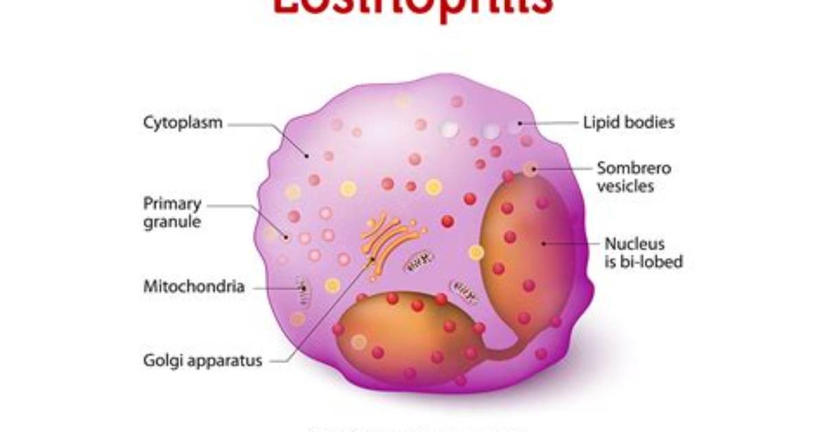 Are Eosinophils
