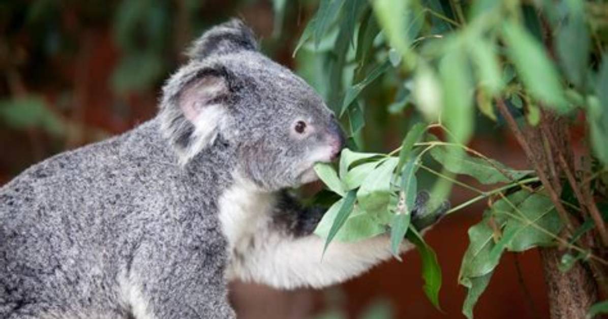 Are Eucalyptus Leaves Poisonous to Koalas?
