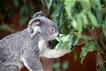 Are Eucalyptus Leaves Poisonous to Koalas?