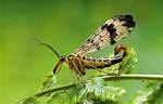 Are Flying Scorpions Poisonous?