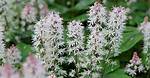 Are Foam Flowers Invasive?