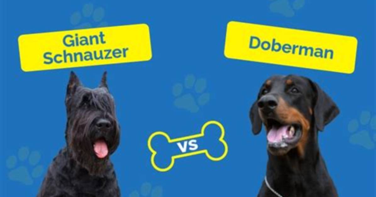 Are Giant Schnauzers Dangerous?