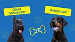 Are Giant Schnauzers Dangerous?
