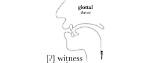 Are Glottal Stop Voiced?