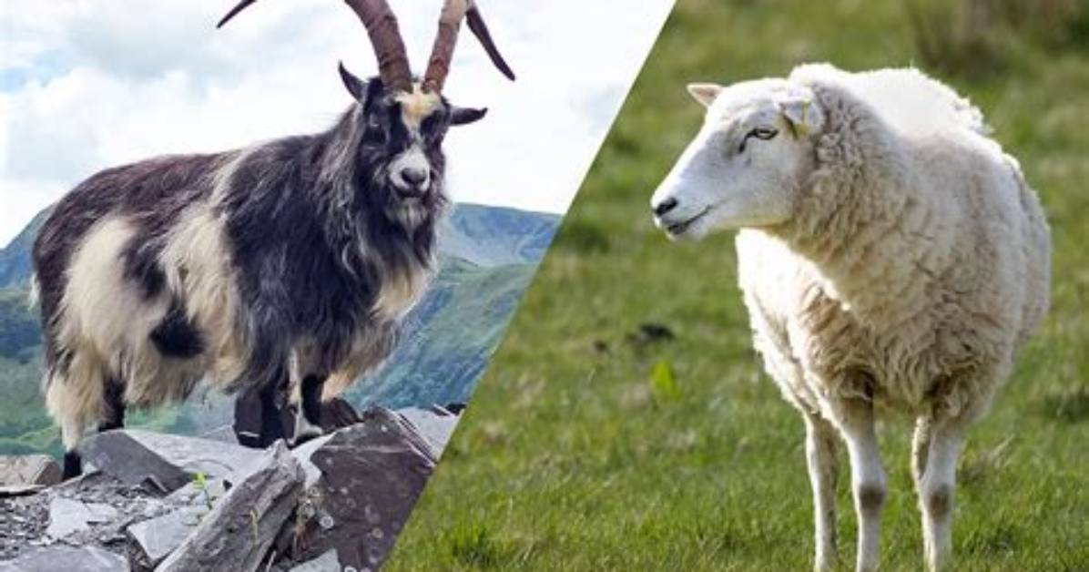Are Goats and Sheep Related?