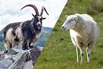 Are Goats and Sheep Related?
