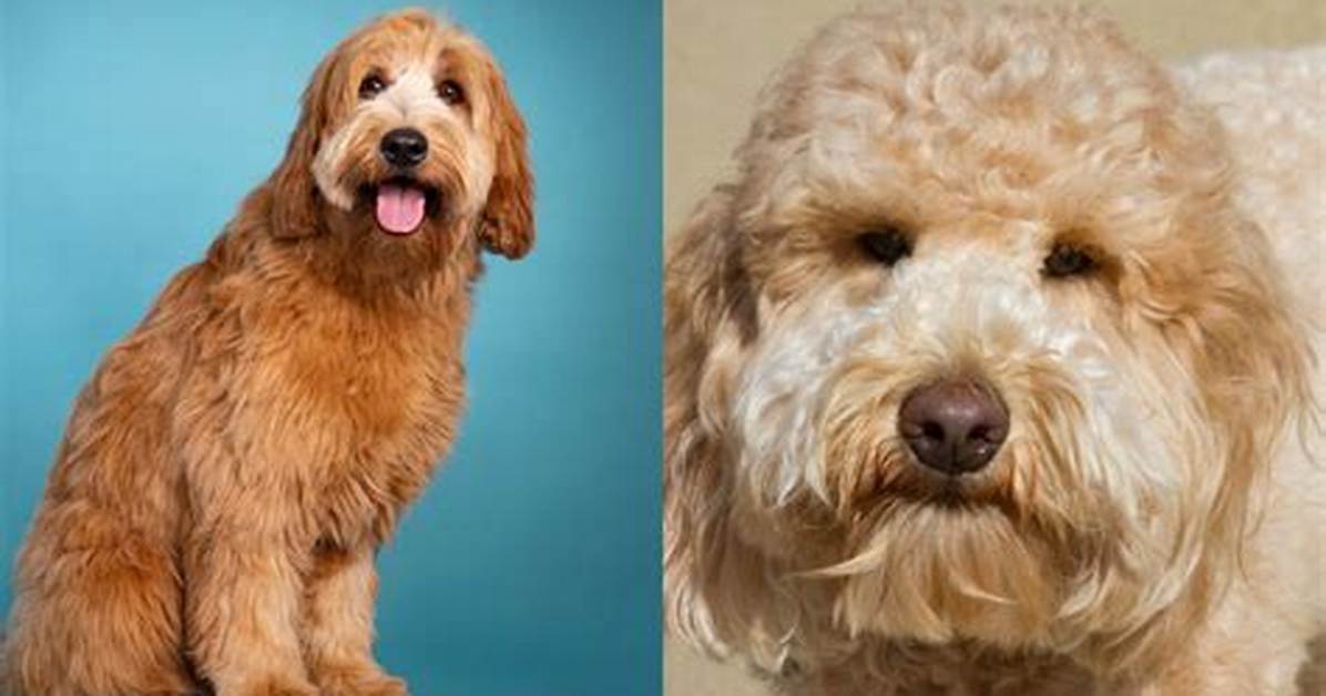 Are Goldendoodles or Labradoodles Bigger?