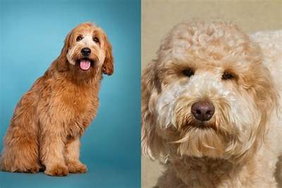 Are Goldendoodles or Labradoodles Bigger?
