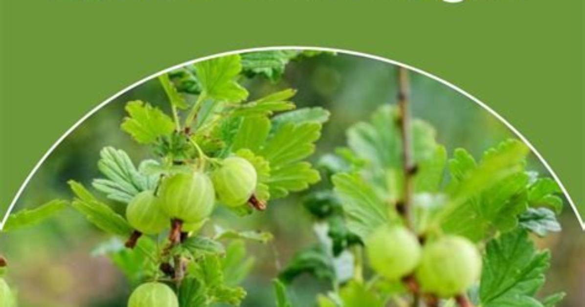 Are Gooseberries Illegal in California?