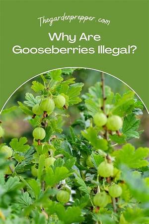 Are Gooseberries Illegal in California?