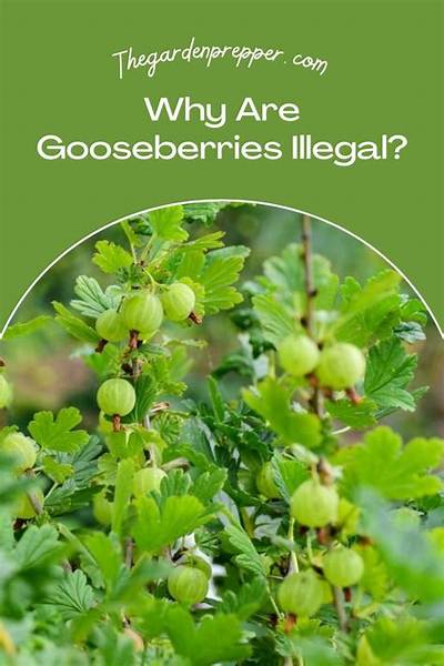 Are Gooseberries Illegal in California?