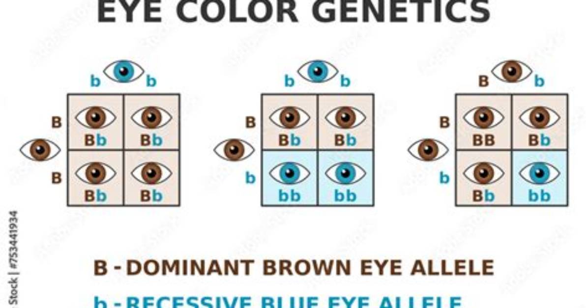 Are Green Eyes Dominate?