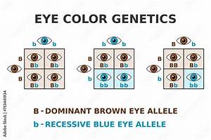 Are Green Eyes Dominate?