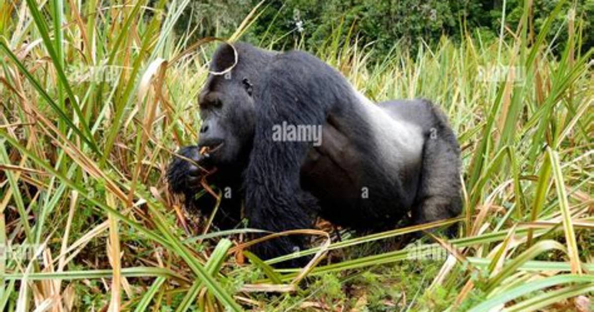 Are Grey Gorillas Real?
