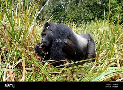 Are Grey Gorillas Real?