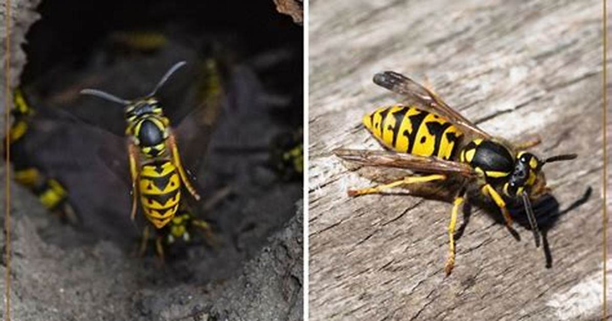 Are Ground Hornets and Yellowjackets the Same?