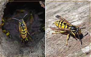 Are Ground Hornets and Yellowjackets the Same?