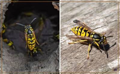 Are Ground Hornets and Yellowjackets the Same?