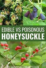 Are Honeysuckle Berries Edible?