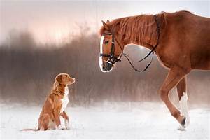 Are Horses Just Big Dogs?