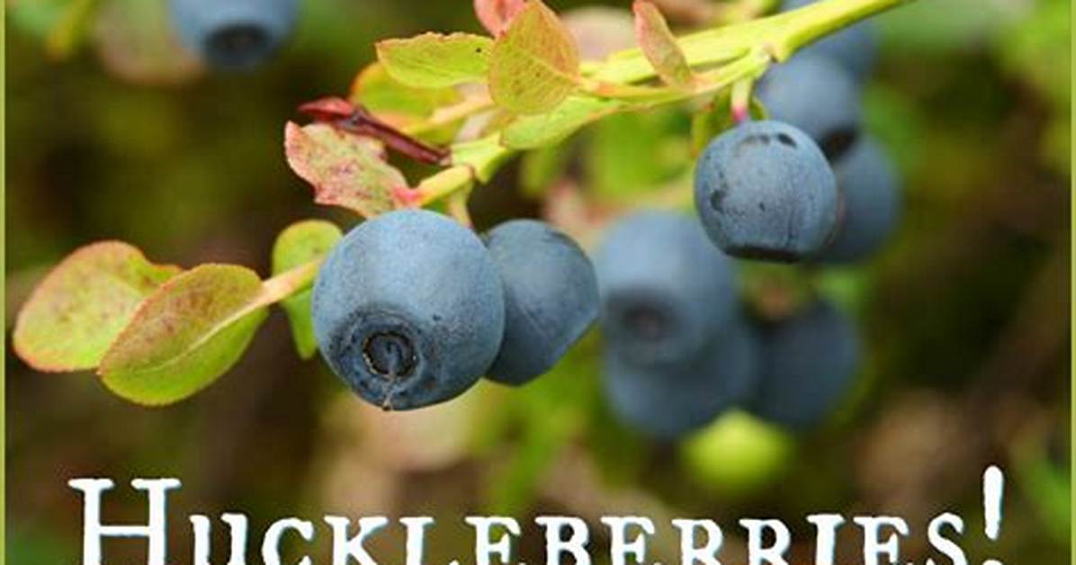 Are Huckleberries Good to Eat?