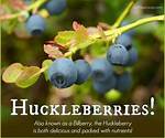 Are Huckleberries Good to Eat?