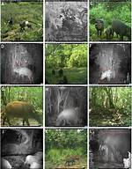 Are Hyena Populations Increasing?