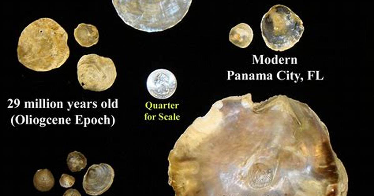 Are Jingle Shells Rare?