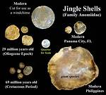 Are Jingle Shells Rare?