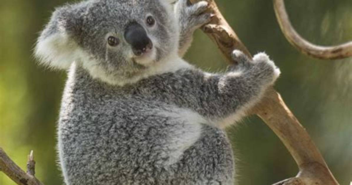 Are Koala Bears Bears?