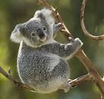 Are Koala Bears Bears?