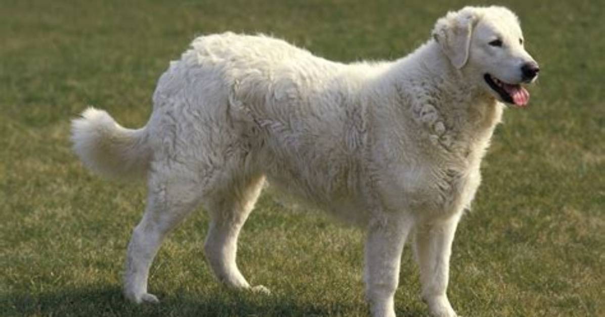 Are Kuvasz Intelligent?