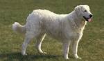Are Kuvasz Intelligent?