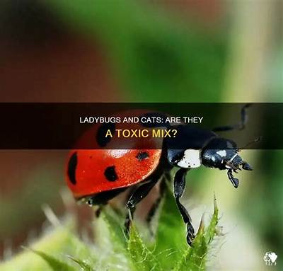 Are Ladybugs Toxic to Cats?