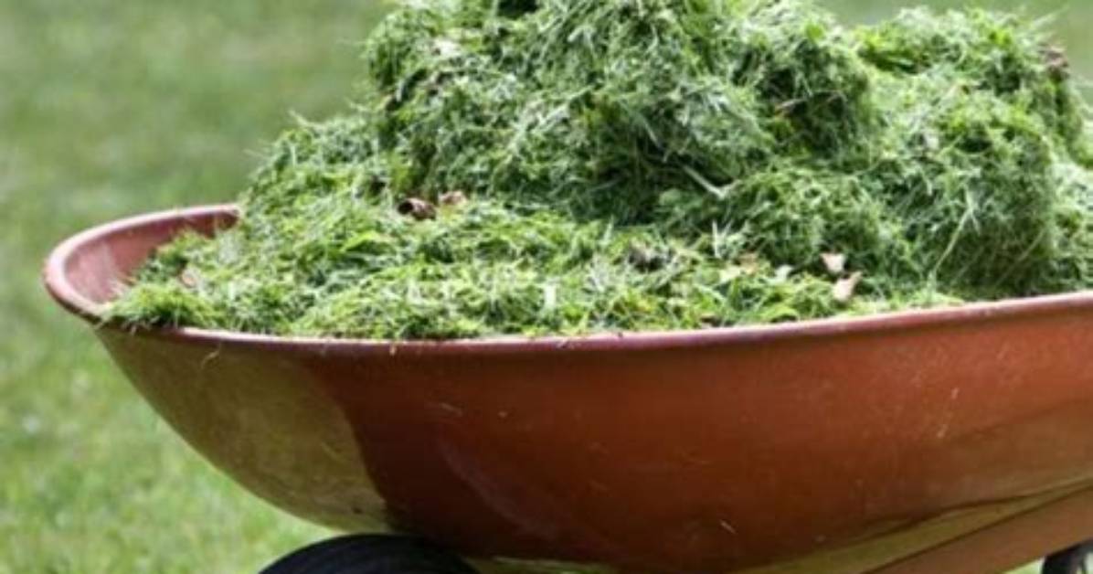 Are Lawn Clippings Good Mulch?